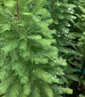 Taxodium distichum 'Peve Minaret'